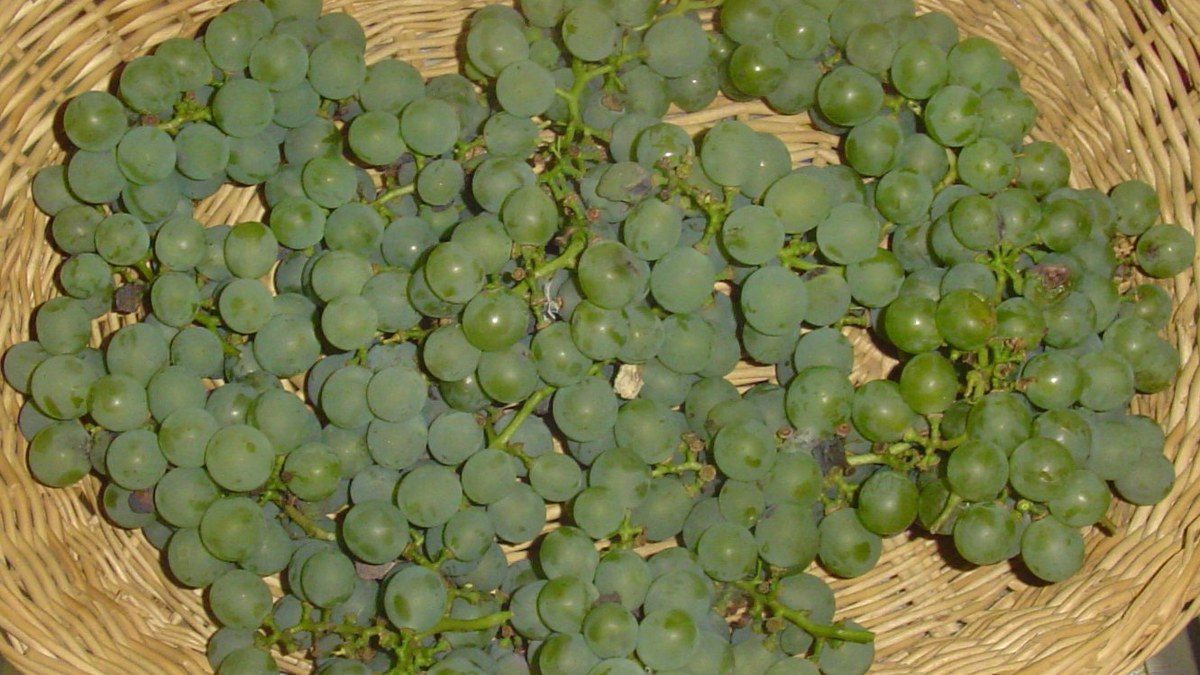 Cacho de uva Niágara branca, a uva de mesa da colônia