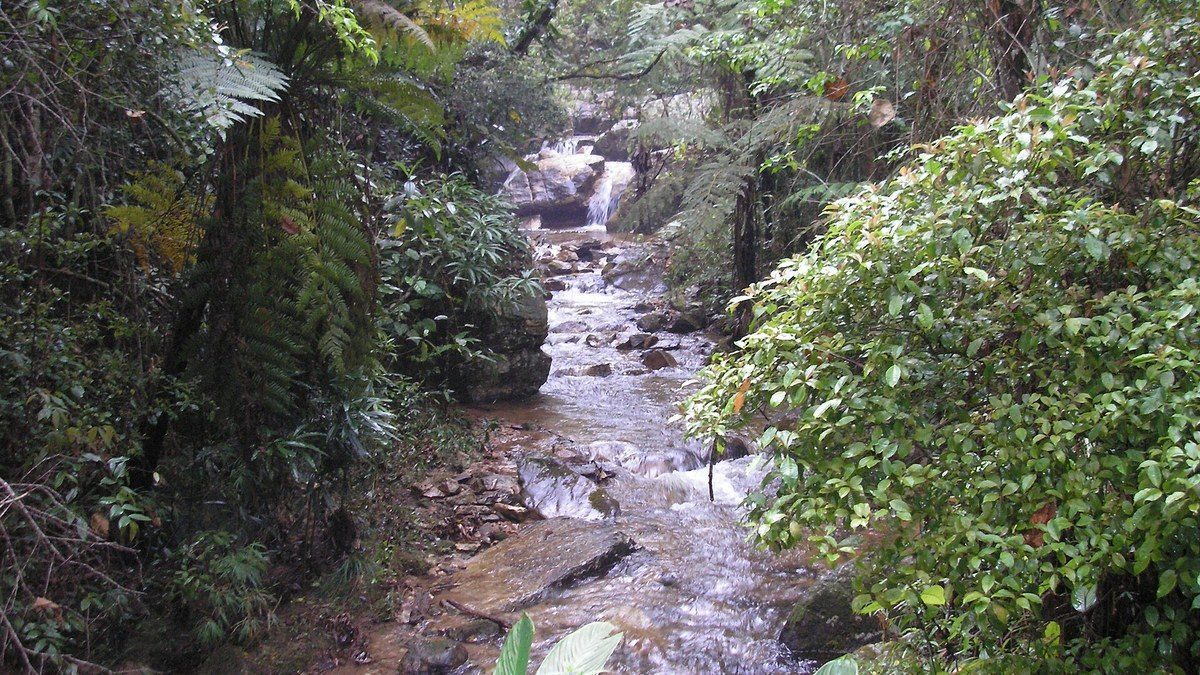 Trilha na Serra do Japi, a reserva de Mata Atlântica ao lado dos vinhedos de Jundiaí