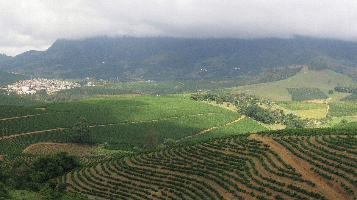 Cafezal de montanha em terraços, com a cidade ao fundo