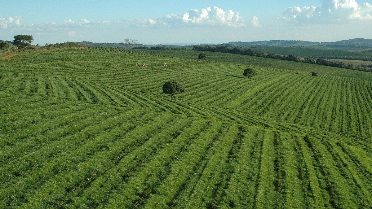 Fileiras de café na Fazenda da Lagoa, no Sul de Minas