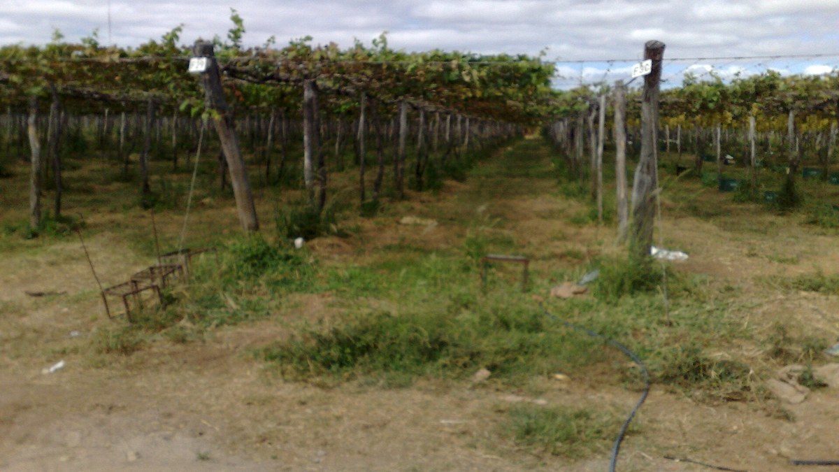Parreiral de uva irrigado no Projeto Nilo Coelho, em Petrolina