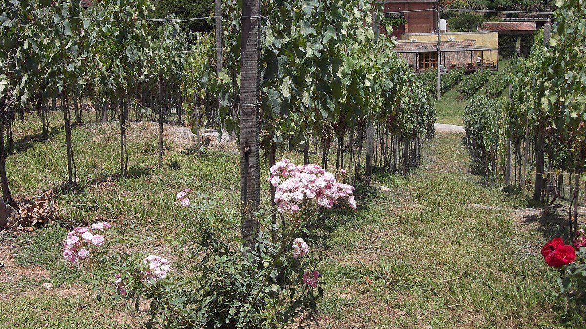 Vinhedo em flor numa vinícola de Bento Gonçalves