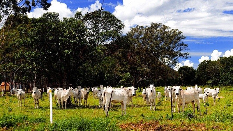 Arroba do boi bate recorde de R$ 372,95 — e o blend do seu hambúrguer vai sentir