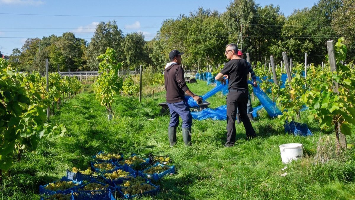 A colheita de champanhe começou em agosto com todo mundo de férias — e o pai daquele produtor colhia em outubro
