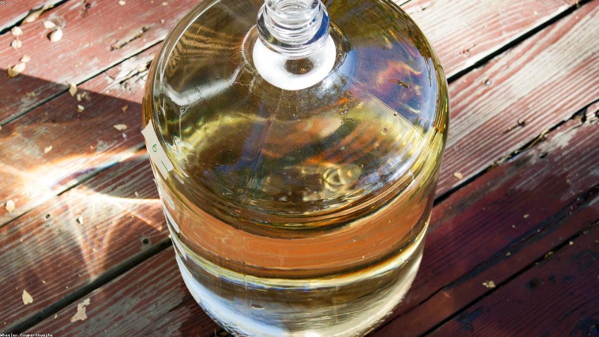 A sidra quer sair da ceia de Natal e virar bebida de bar — em lata